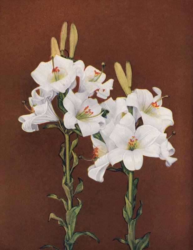 Lelies: Lilium Candidum (kleurenfoto) door American Photographer