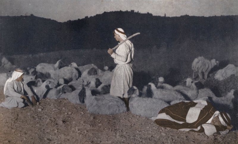 Palestijnse herders kijken 