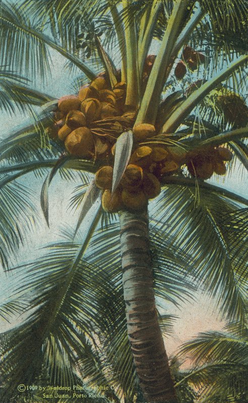 Porto Rico / Puerto Rico: Cacaosnoten kweken in Porto Rico (kleurenfoto) door American Photographer
