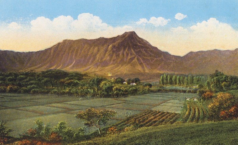 Rijstvelden, Oahu (kleurenfoto) door American Photographer