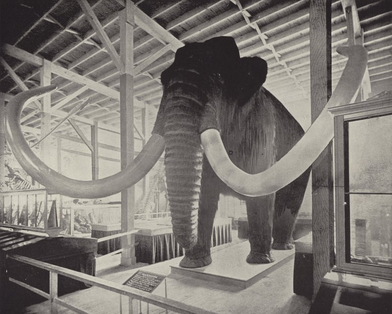 De Grote Siberische Mammoet door American Photographer