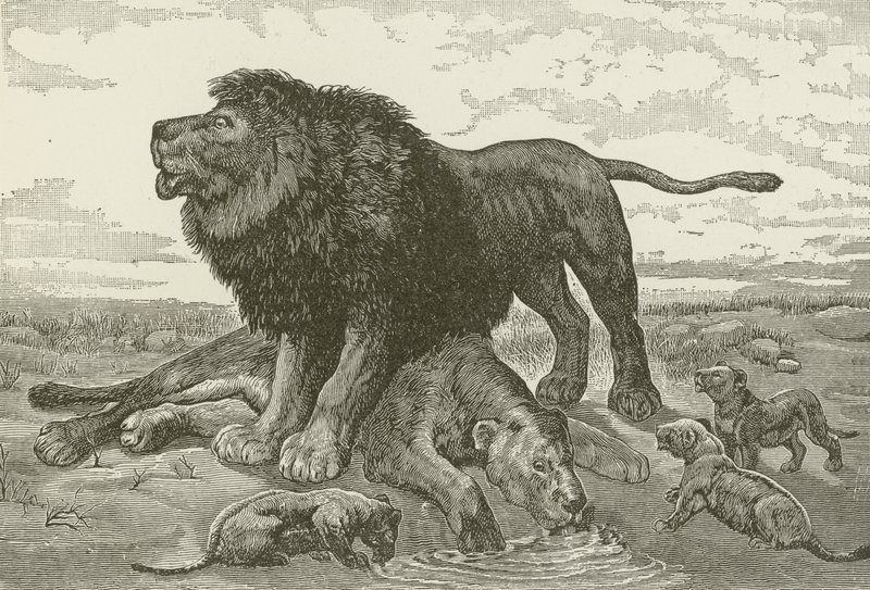 Een Treurzang in de Afrikaanse Woestijn, naar een schilderij van J N Nettleship door American School