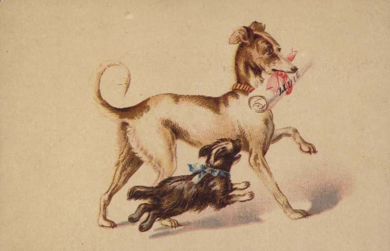 Grote en kleine hond rennen door American School