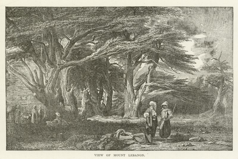Uitzicht op de berg Libanon door American School