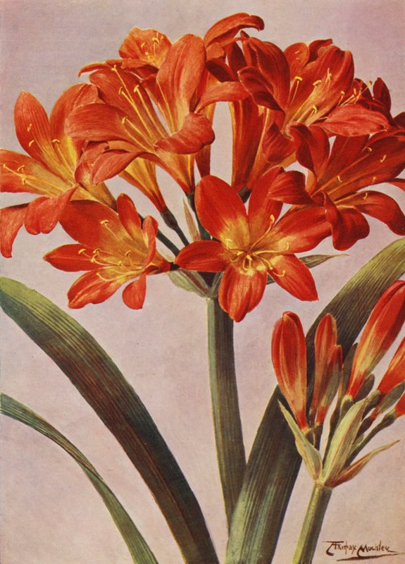 Clivia Miniata, lang bekend als Imantophyllum Miniatum door Angelo Fairfax Muckley