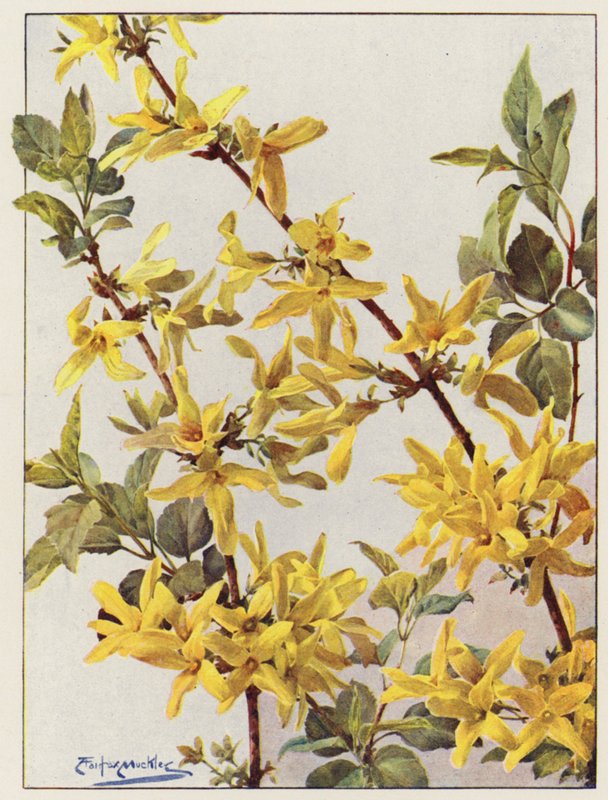 Forsythia Suspensa, een mooie vroege lenteboom door Angelo Fairfax Muckley