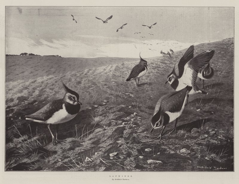 Kieviten door Archibald Thorburn