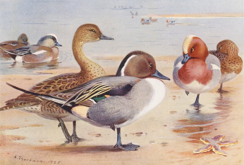 Amerikaanse Smient (mannetje en vrouwtje), Pijlstaart (mannetje en vrouwtje), Smient (mannetje en vrouwtje) door Archibald Thorburn
