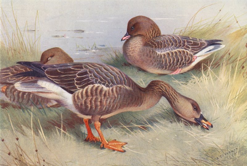 Rietgans, Kleine Rietgans door Archibald Thorburn