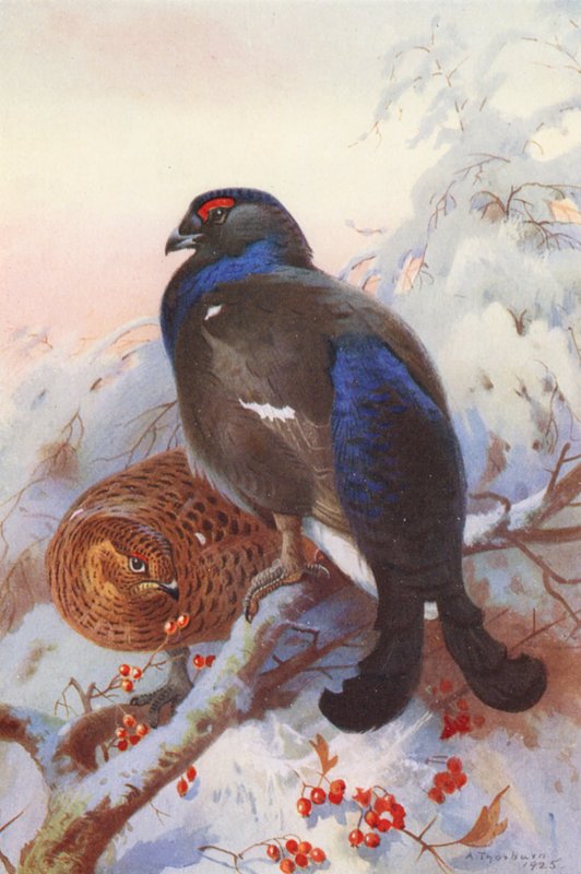 Korhoen (mannetje en vrouwtje) door Archibald Thorburn