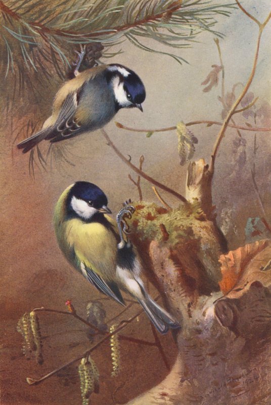 Koolmees, Grote Mees door Archibald Thorburn