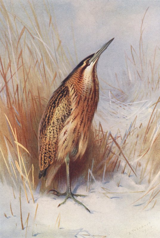 Roerdomp door Archibald Thorburn