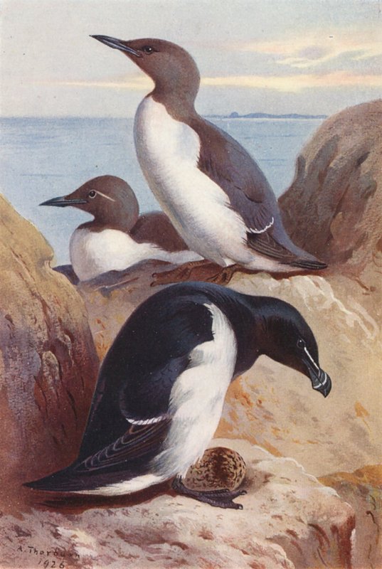 Gewone alk, razorbill door Archibald Thorburn
