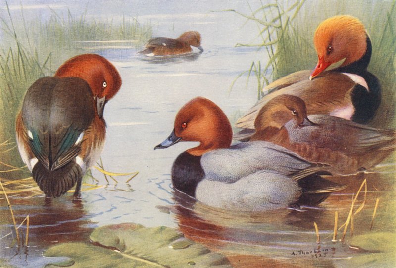 Witoogeend (mannetje en vrouwtje), Tafeleend (mannetje en vrouwtje), Krooneend door Archibald Thorburn