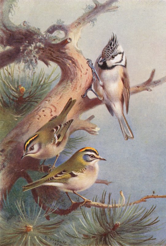 Goudhaan, Vuurgoudhaan, Kuifmees door Archibald Thorburn