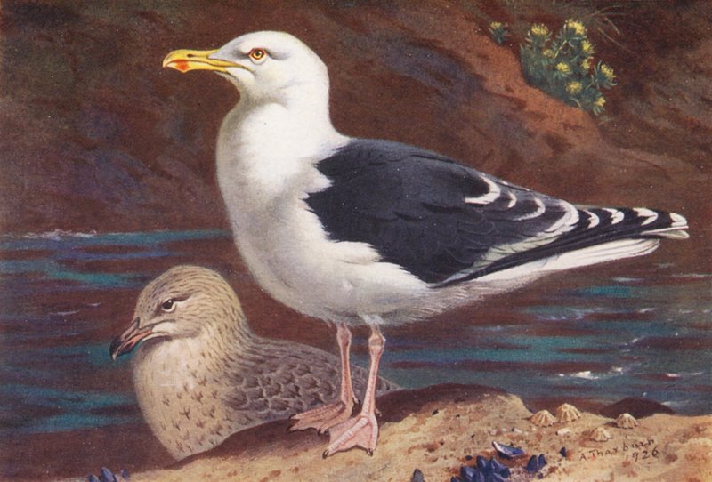 Grote Mantelmeeuw (volwassen en jong) door Archibald Thorburn