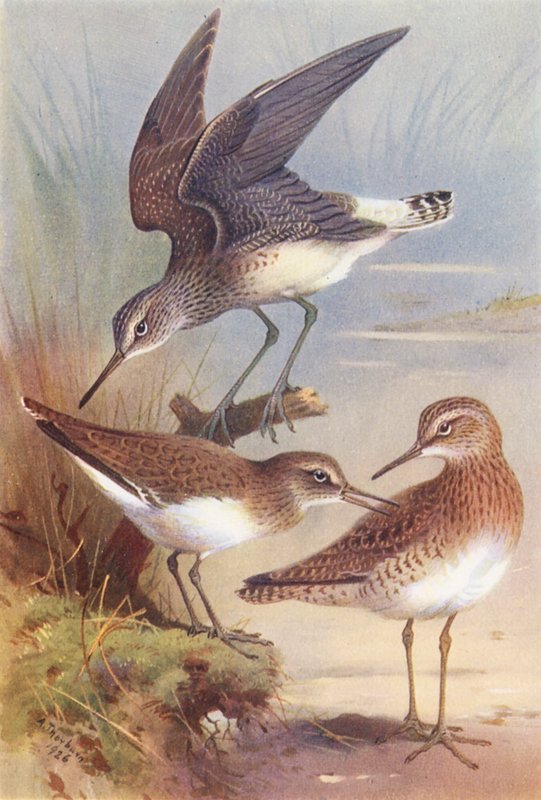 Groene Oeverloper, Gewone Oeverloper, Bosruiter door Archibald Thorburn