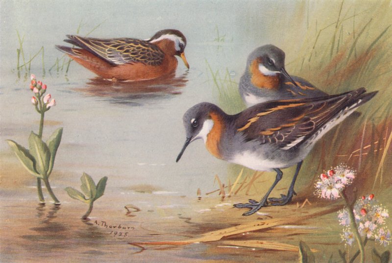 Grijze Phalarope (zomer), Roodnek Phalarope (zomer) door Archibald Thorburn