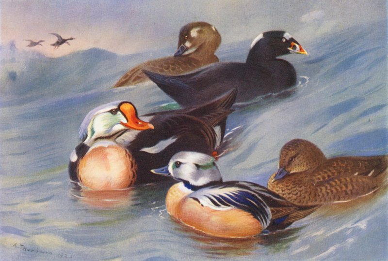 Koningseider, Zwarte Zee-eend (mannetje en vrouwtje), Stellers Eider (mannetje en vrouwtje) door Archibald Thorburn
