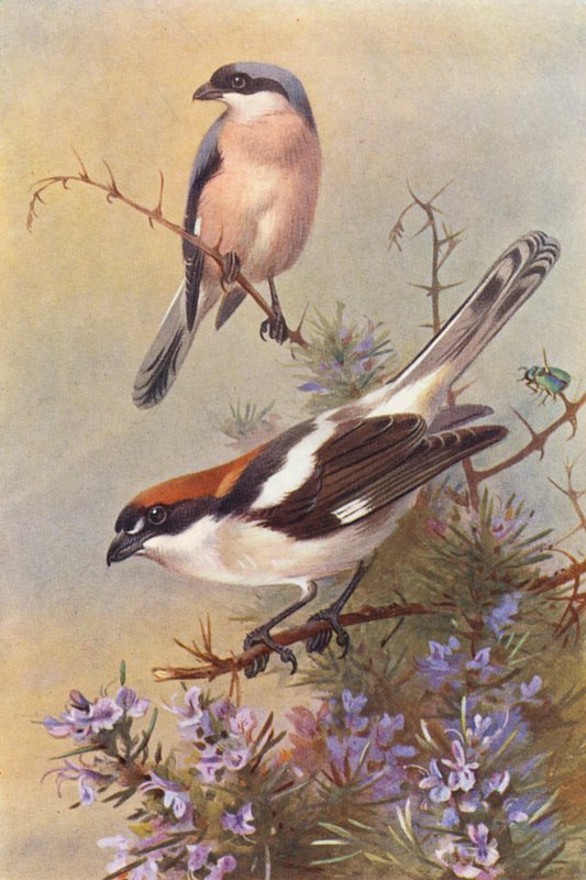 Kleine Klapekster, Roodkopklauwier door Archibald Thorburn