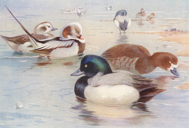 IJseend (mannetje en vrouwtje), Topper (mannetje en vrouwtje) door Archibald Thorburn