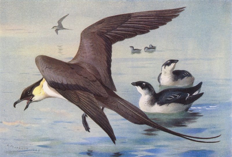 Kleine Jager, Kleine Alk (winter) door Archibald Thorburn