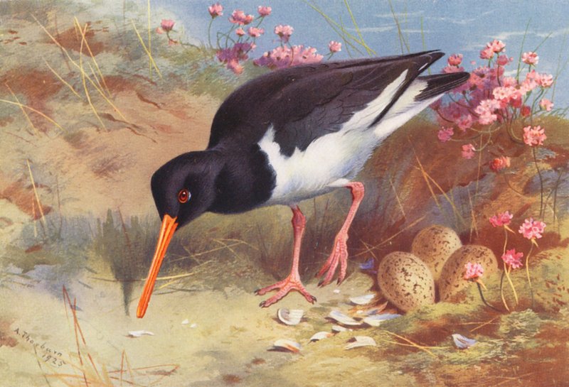 Scholekster door Archibald Thorburn