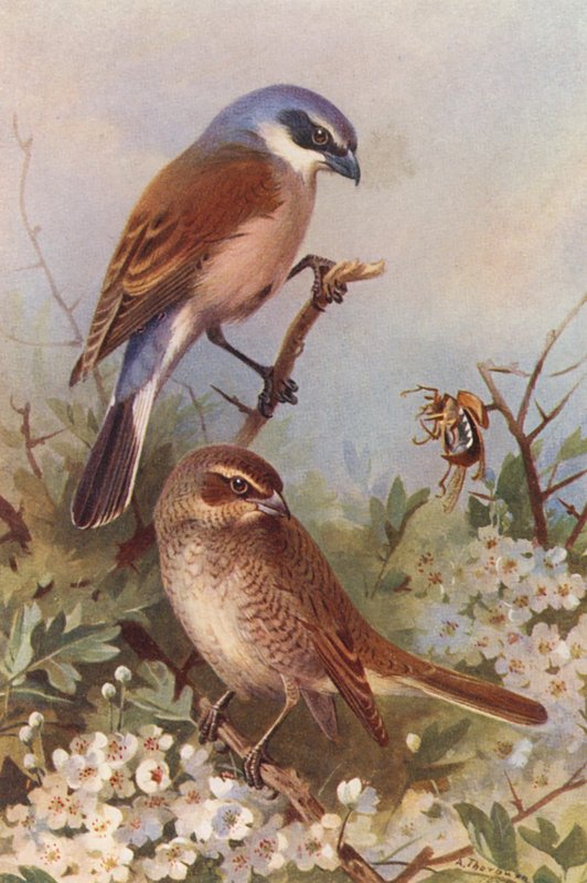 Grauwe Klauwier (mannetje en vrouwtje) door Archibald Thorburn