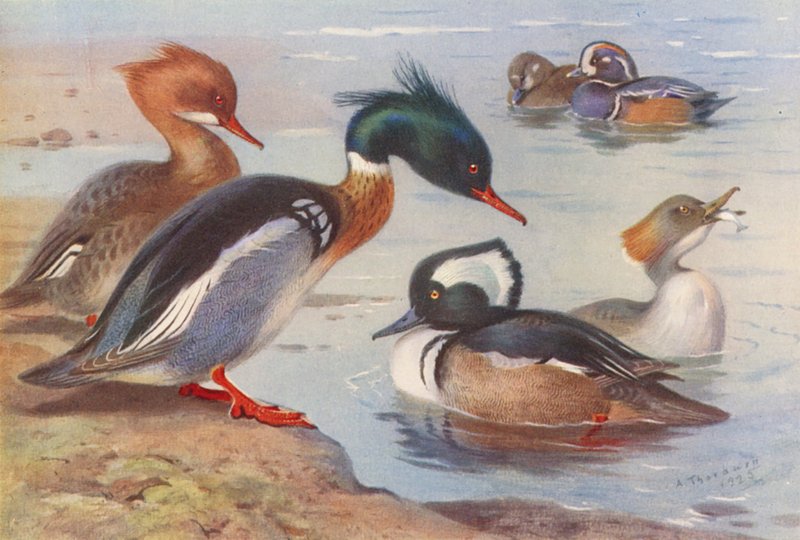 Roodborstzaagbek (mannetje en vrouwtje), Harlekijneend (mannetje en vrouwtje), Kapzaagbek (mannetje en vrouwtje) door Archibald Thorburn