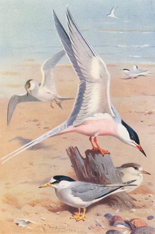 Dougallstern (volwassen en jong), Dwergstern (volwassen en jong) door Archibald Thorburn