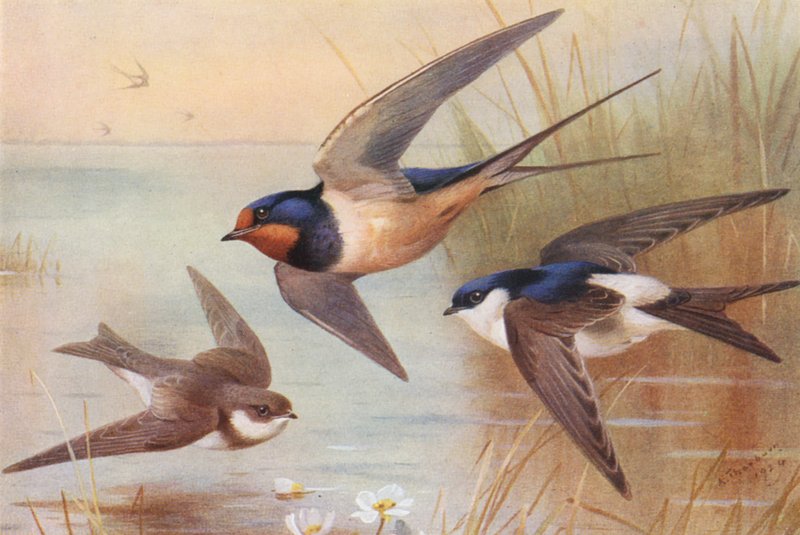 Oeverzwaluw, Zwaluw, Huiszwaluw door Archibald Thorburn