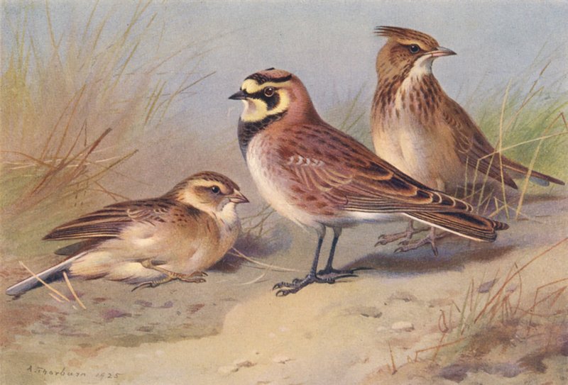 Kortteenleeuwerik, Strandleeuwerik, Kuifleeuwerik door Archibald Thorburn
