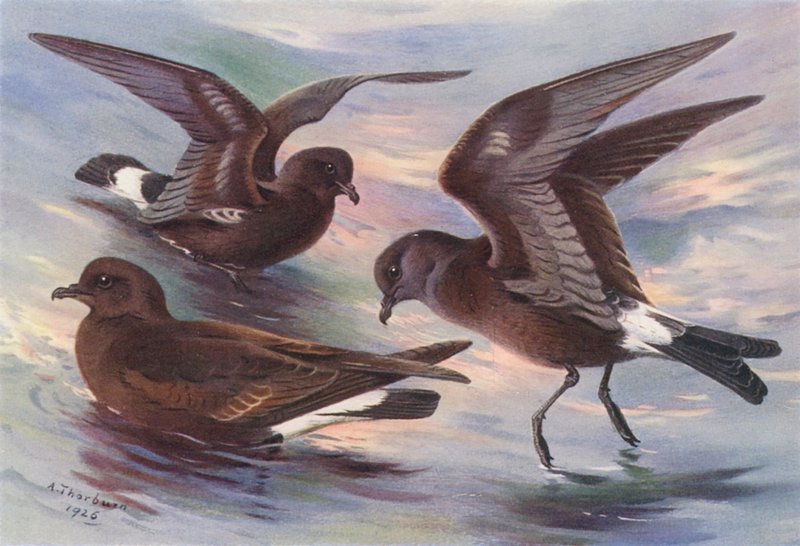 Stormvogel, Leach