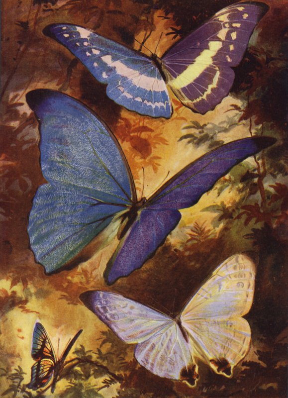 Mooie Vlinders: Briljante morphos, enz., van Zuid-Amerika door Arthur Twidle
