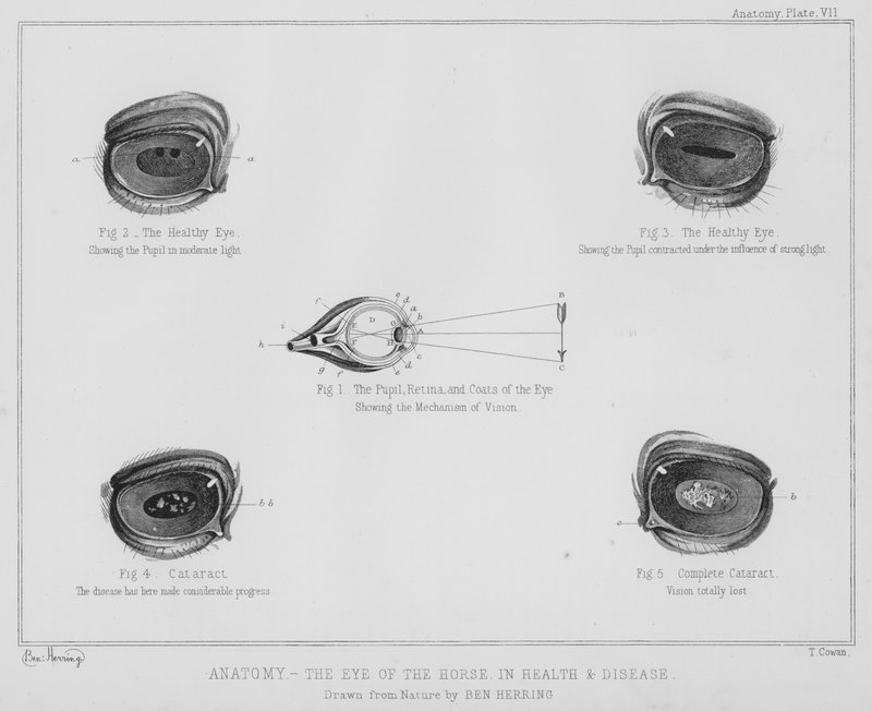 Anatomie, het oog van het paard, in gezondheid en ziekte door Benjamin Herring