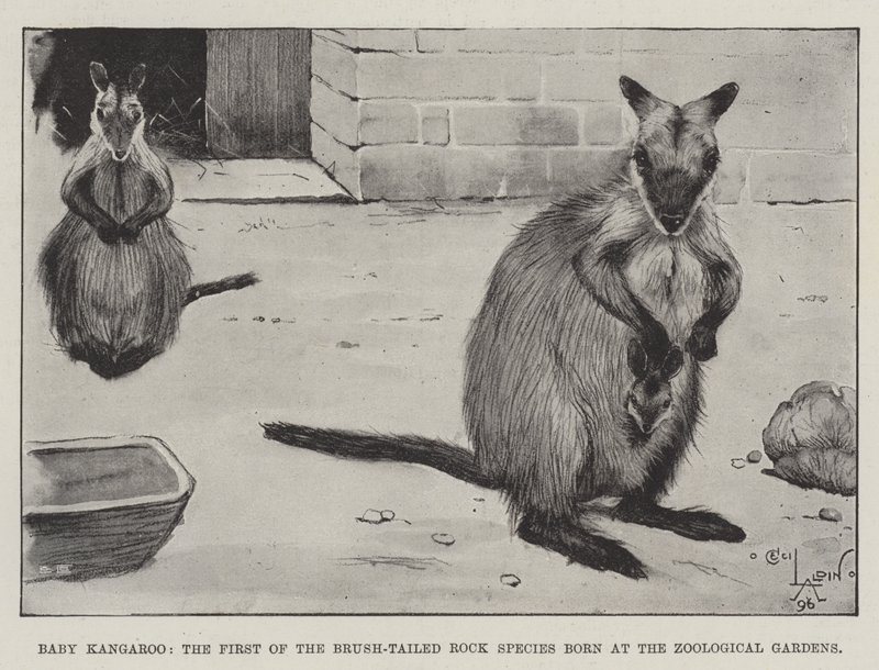 Baby Kangoeroe, de Eerste van de Borstelstaartrotssoort geboren in de Dierentuin door Cecil Charles Windsor Aldin