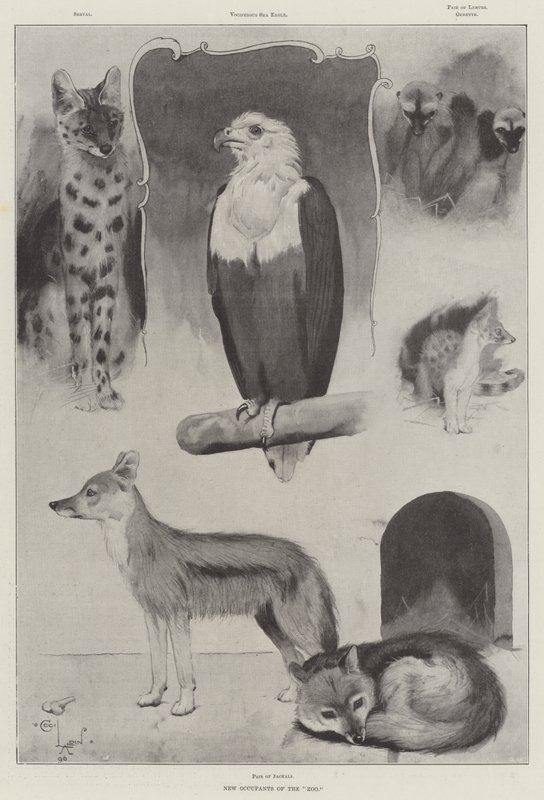 Nieuwe bewoners van de dierentuin door Cecil Charles Windsor Aldin