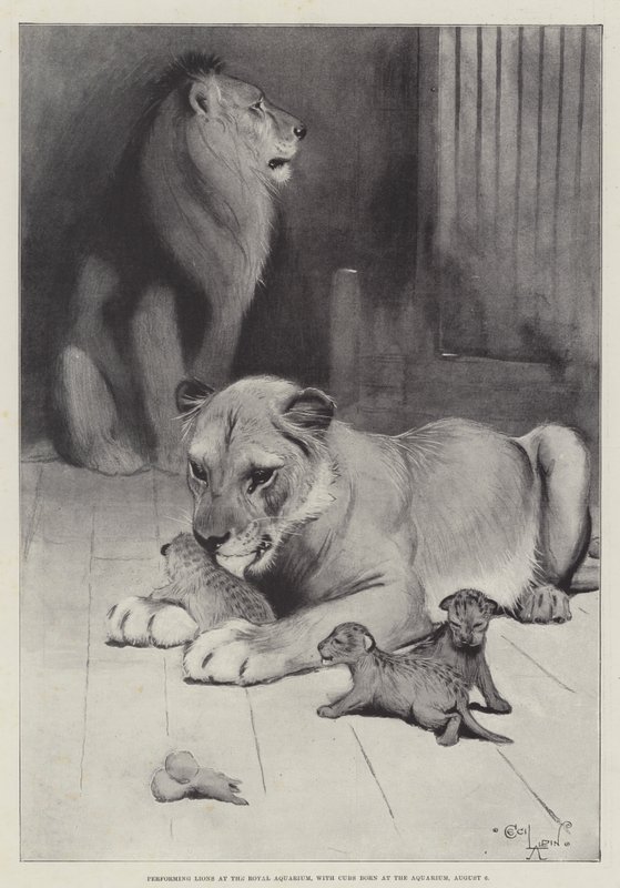 Optredende Leeuwen in het Royal Aquarium, met Welpen geboren in het Aquarium, 6 augustus door Cecil Charles Windsor Aldin