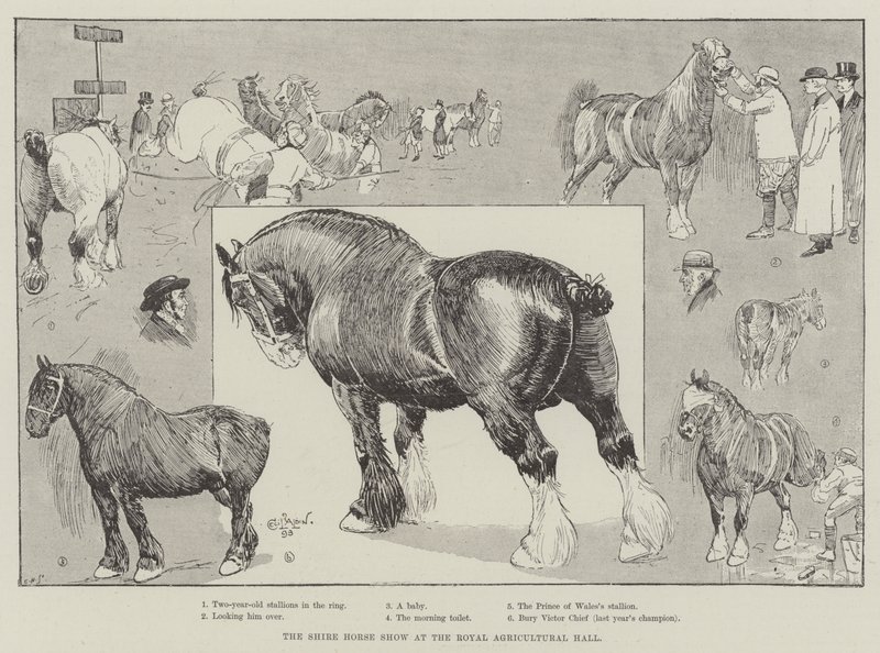 De Shire Horse Show in de Royal Agricultural Hall door Cecil Charles Windsor Aldin
