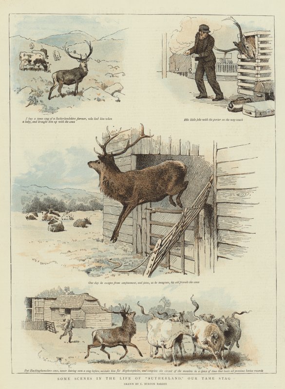Enkele scènes uit het leven van Sutherland, ons tamme hert door Charles Burton