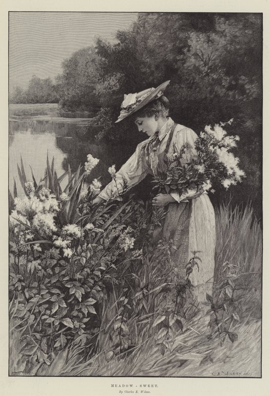 Moerasspirea door Charles Edward Wilson
