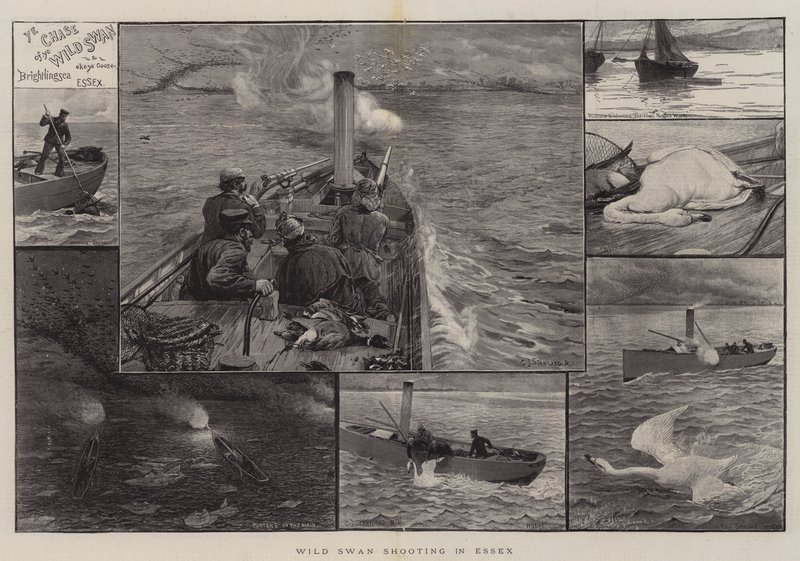 Wilde zwanenjacht in Essex door Charles J. Staniland
