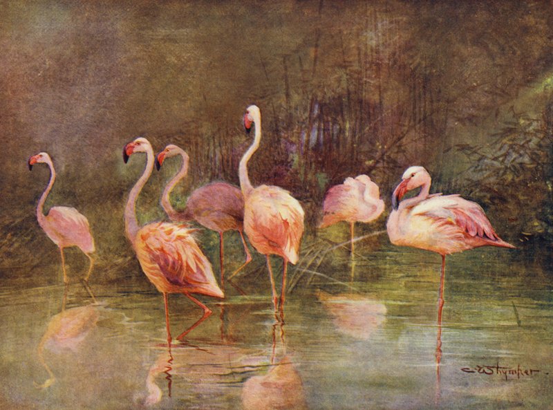 Flamingo