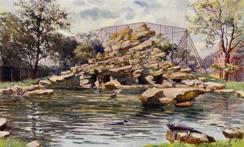 Londense Zoo: Zeeleeuwen vijver (kleur litho) door Charles Edwin Flower