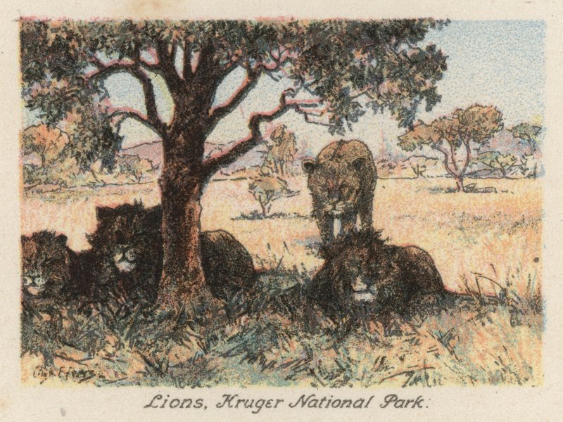 Zuid-Afrika: Leeuwen, Kruger National Park door Charles Ernest Peers