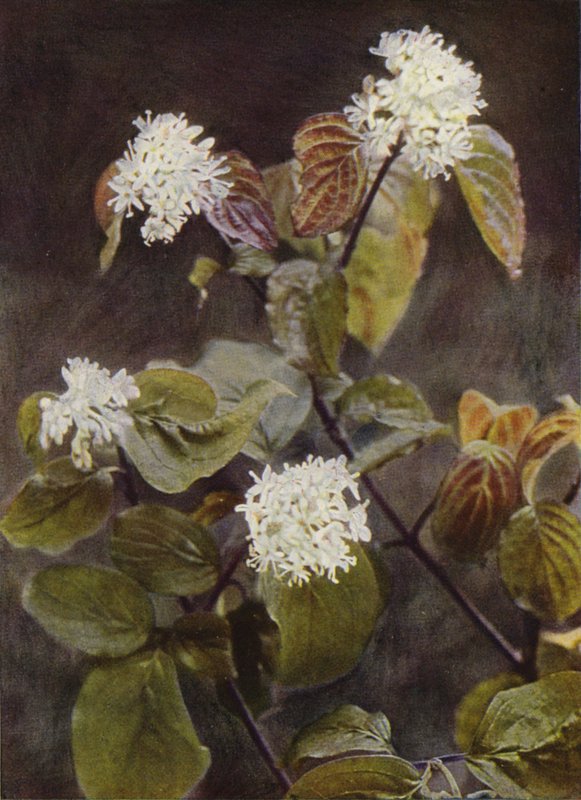 Wilde bloemen: Kornoelje door Charles Essenhigh Corke