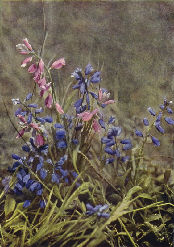 Wilde bloemen: Melkruid door Charles Essenhigh Corke