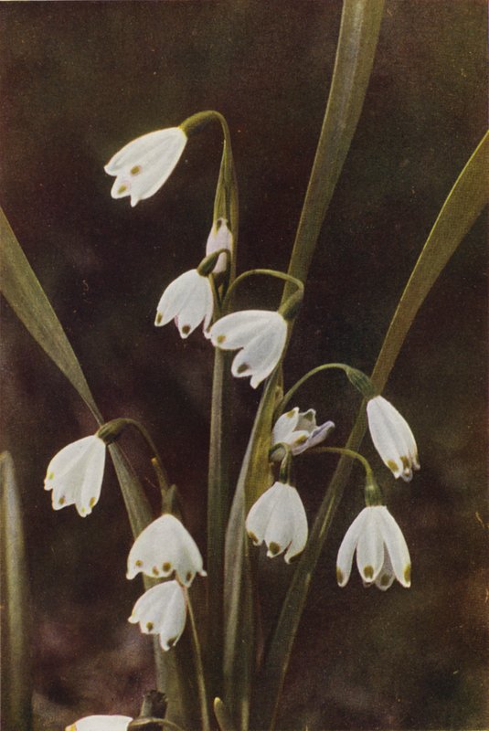 Wilde bloemen: Sneeuwklokje door Charles Essenhigh Corke