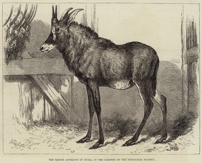 De Equine Antilope van Nubië, in de tuinen van de Zoological Society door Charles William Carter