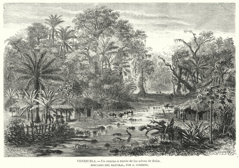 Pad door de jungles van Zulia, Venezuela door Christian Anton Goering